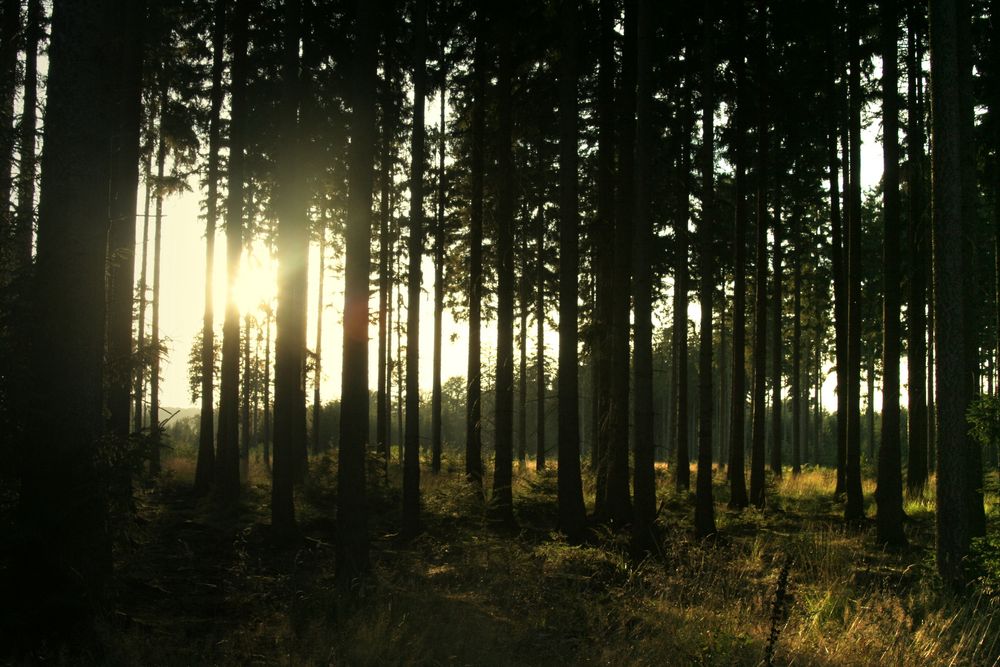 Reinhardswald im Abendlicht...