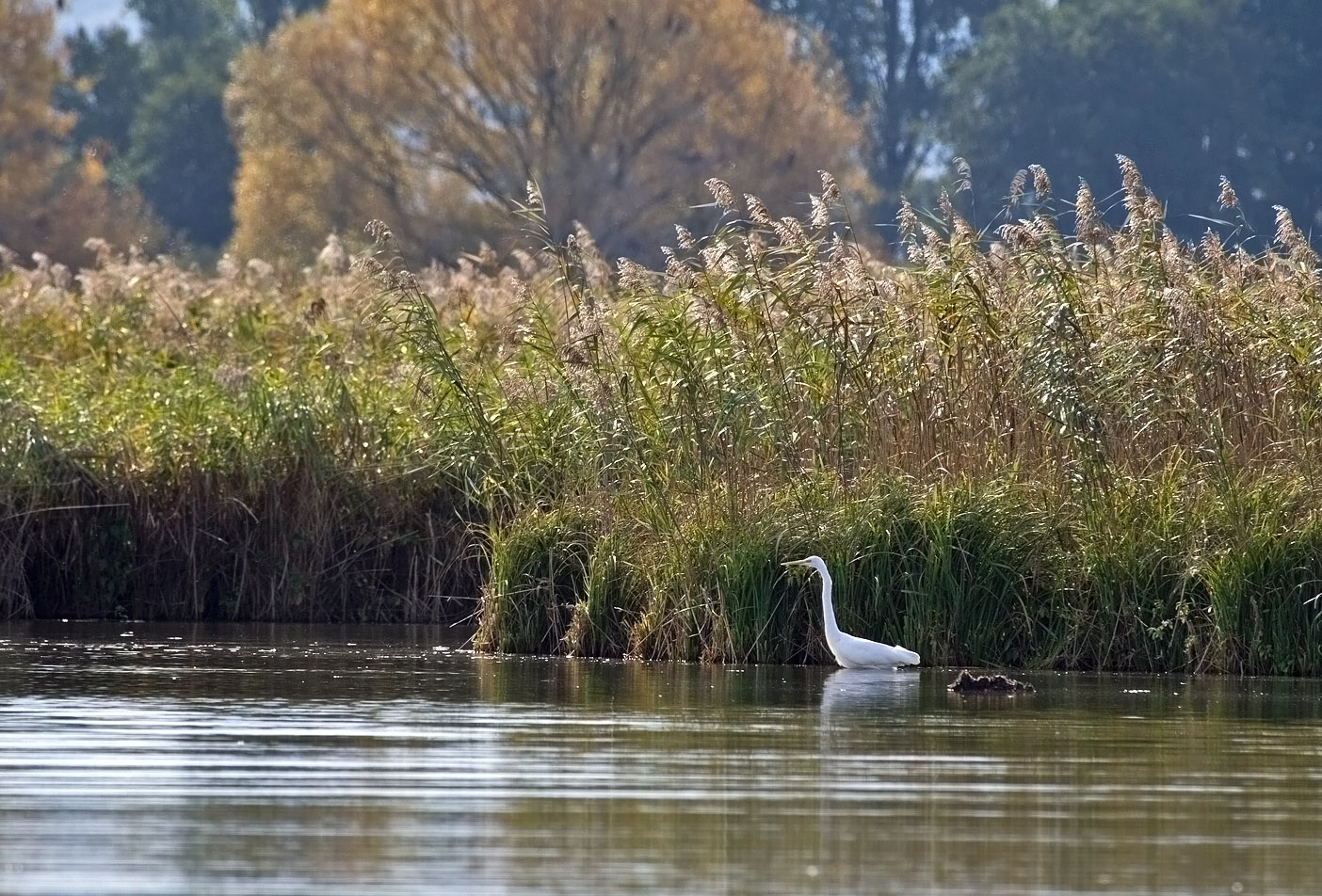 Reinheimer Teich