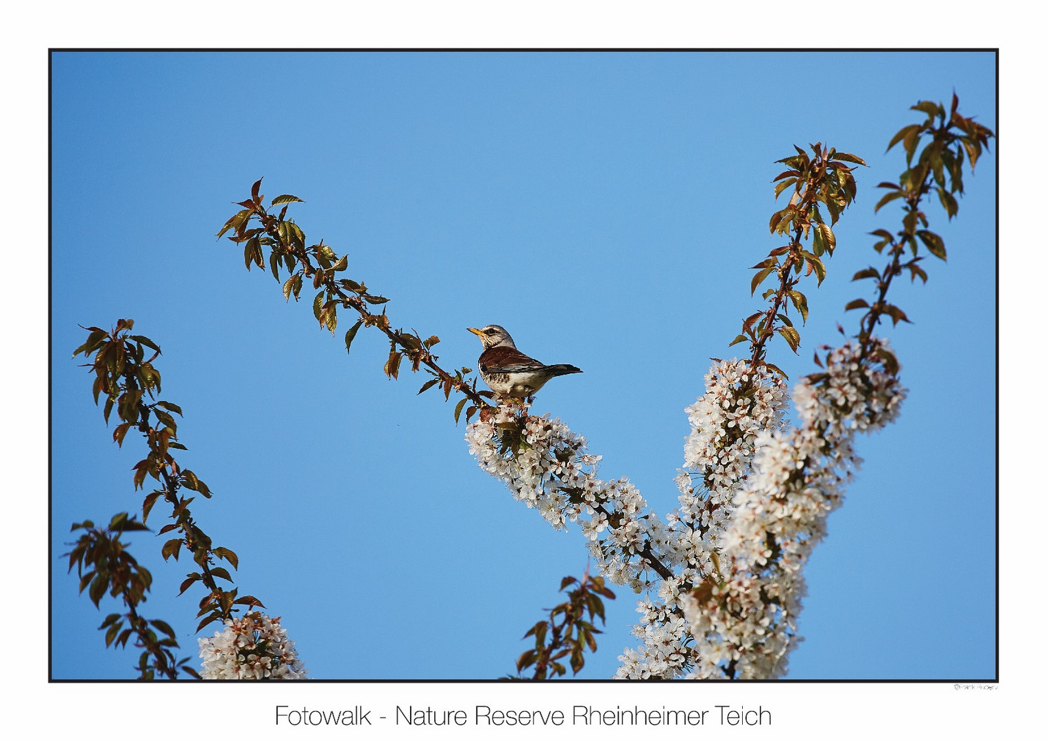 Reinheimer Teich - Fotowalk