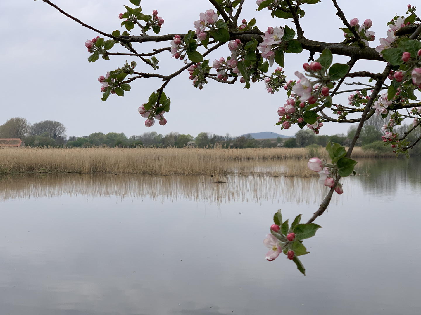 Reinheimer Teich.Frühling