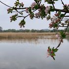 Reinheimer Teich.Frühling