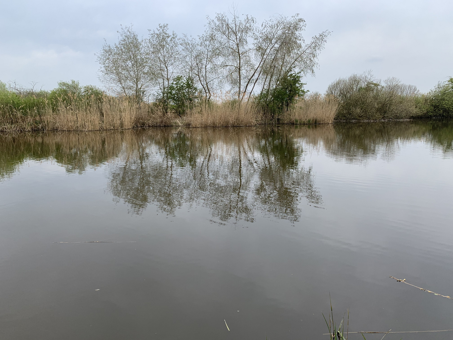 Reinheimer Teich.Frühling