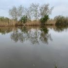 Reinheimer Teich.Frühling