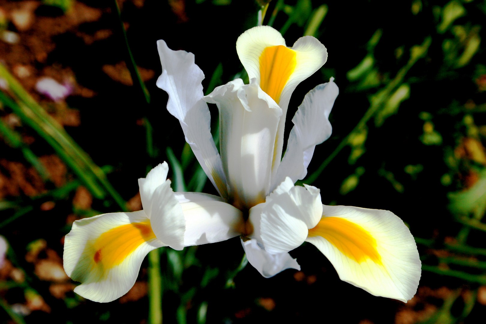 Reinheit der Blüte