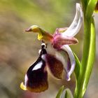 Reinholds Ragwurz (Ophrys reinholdii)