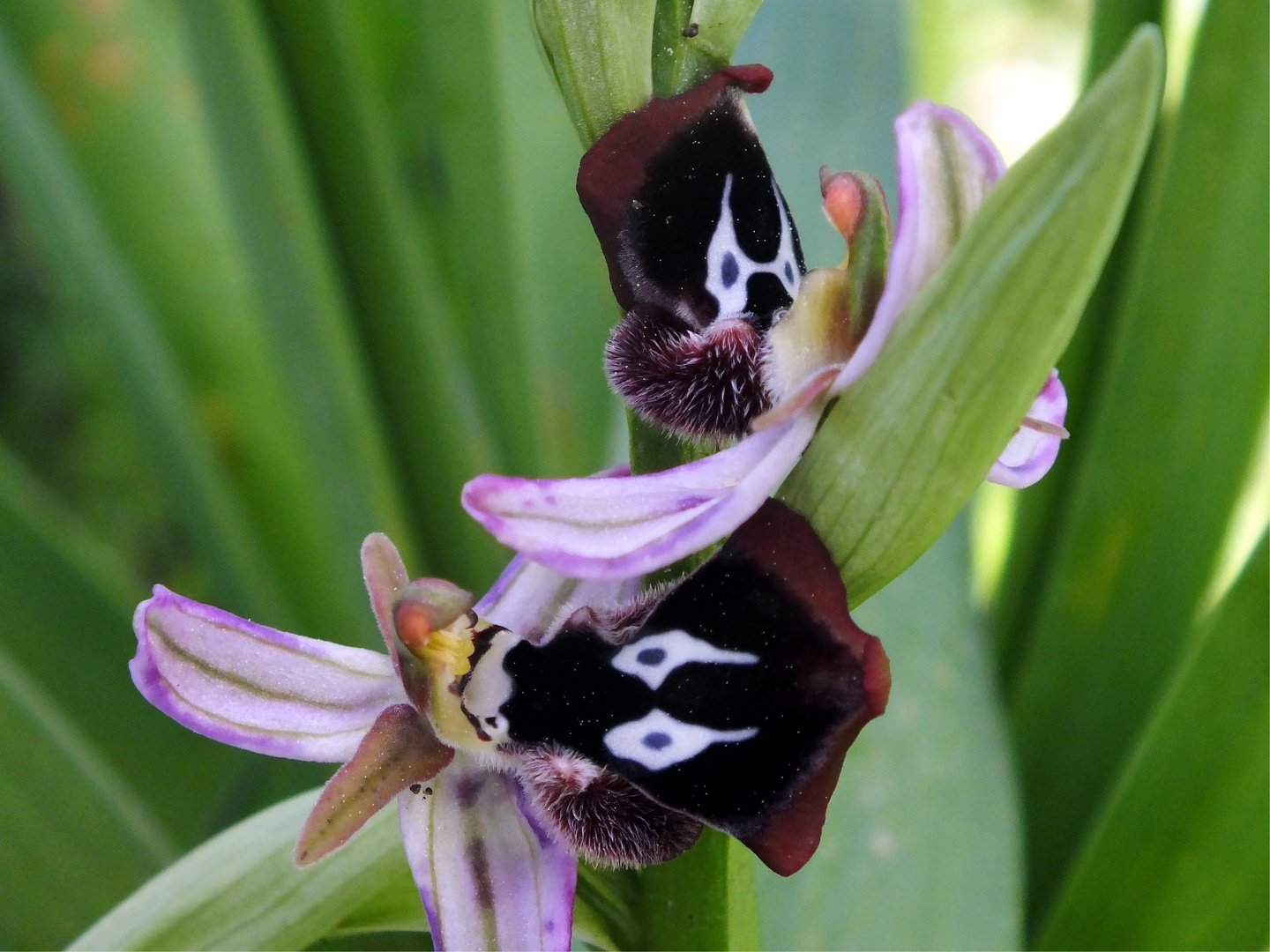 Reinholds Ragwurz (Ophrys reinholdii)