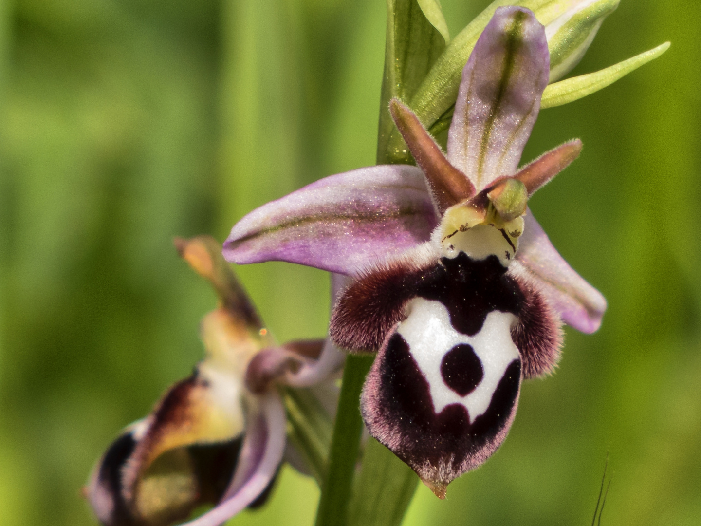 Reinholds Ragwurz (Ophrys reinholdii)