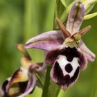 Reinholds Ragwurz (Ophrys reinholdii)