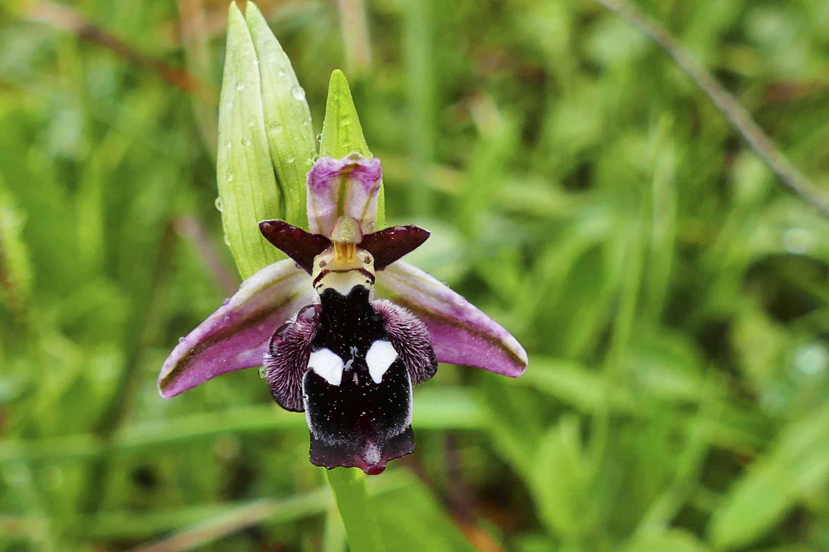 Reinholds Ragwurz (Ophrys reinholdii)