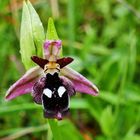 Reinholds Ragwurz (Ophrys reinholdii)