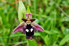 Reinholds Ragwurz (Ophrys reinholdii)