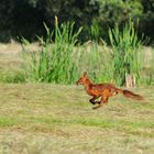 Reinicke Fuchs auf der Flucht