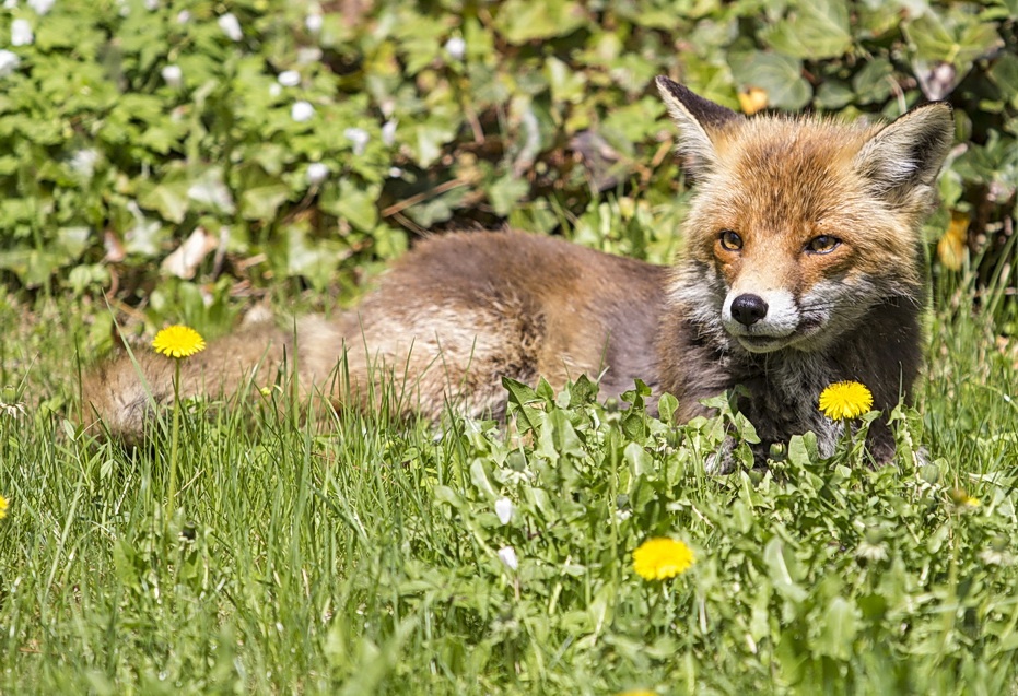 Reinicke Fuchs