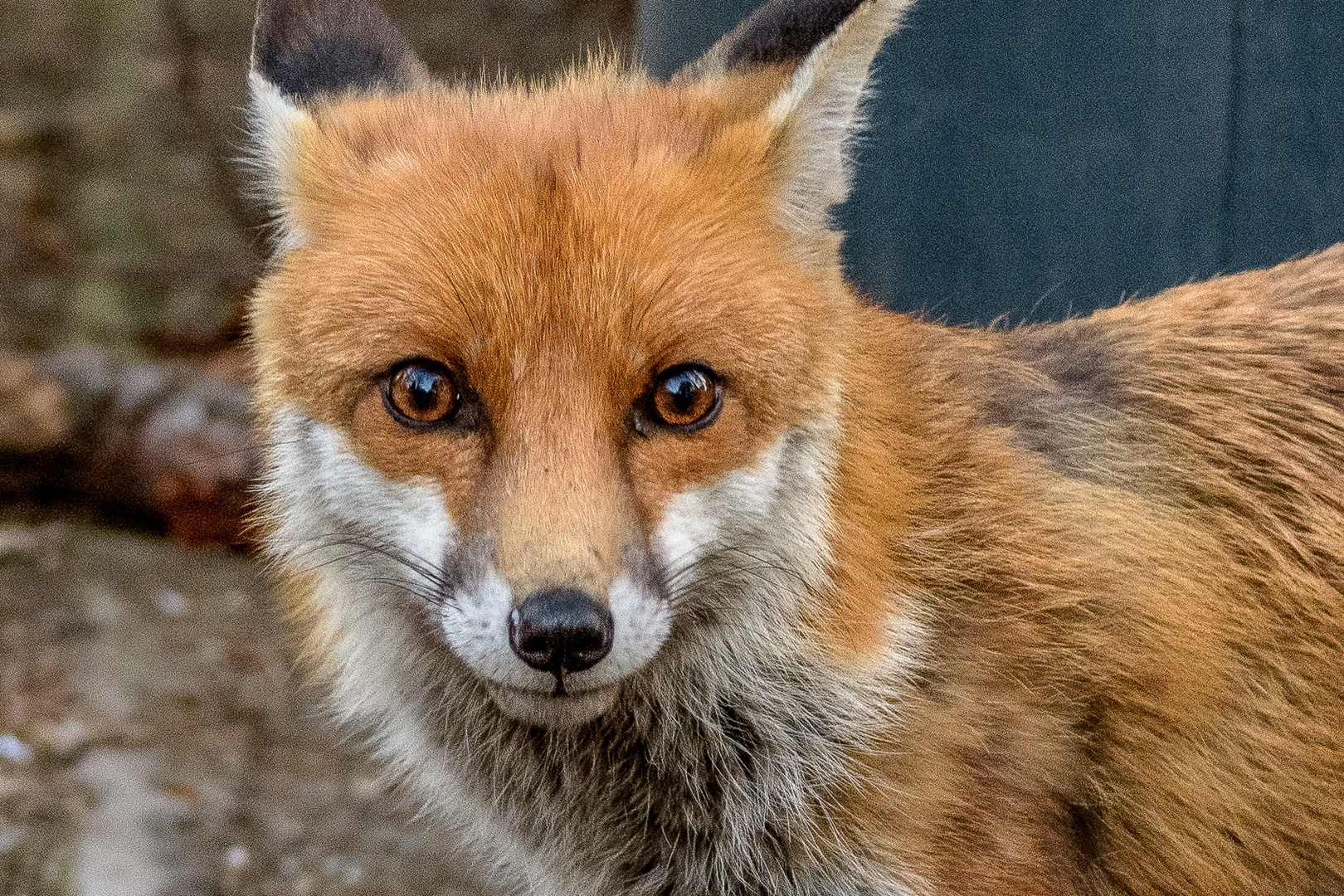 Reinicke Fuchs mitten in Berlin