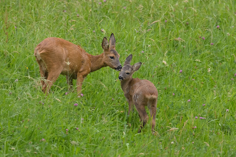 Reinigungsarbeiten