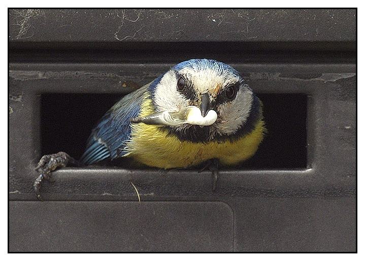 Reinlich gehts bei unseren Blaumeisen zu...