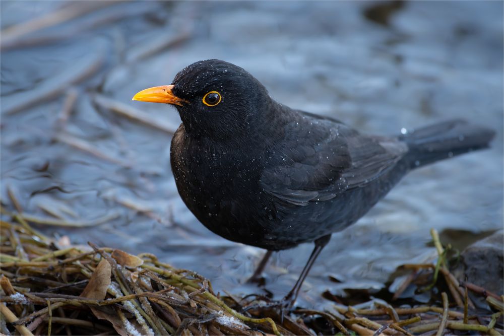 reinliche Amsel