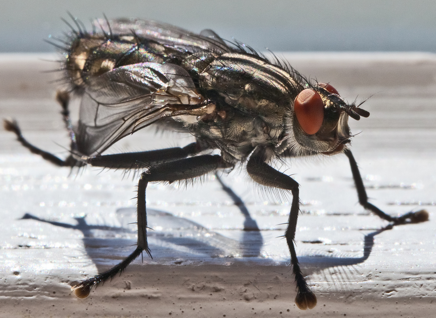 Reinliche Stubenfliege IV (Musca domestica)