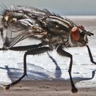 Reinliche Stubenfliege IV (Musca domestica)