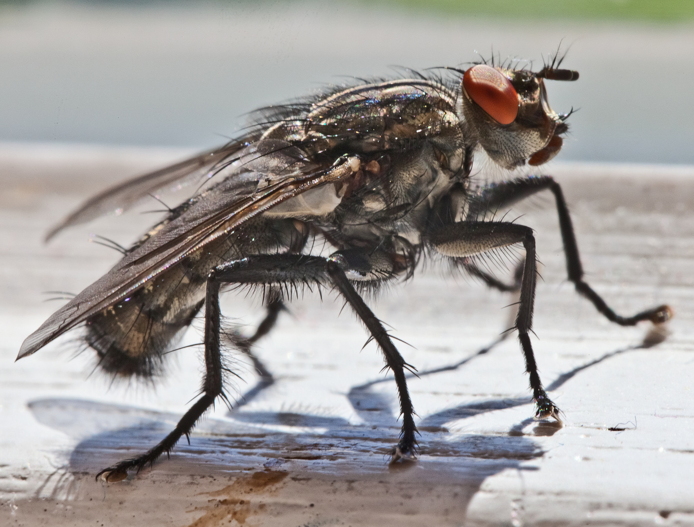 Reinliche Stubenfliege V (Musca domestica)