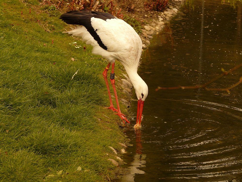 Reinlicher Storch 2