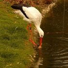 Reinlicher Storch 2