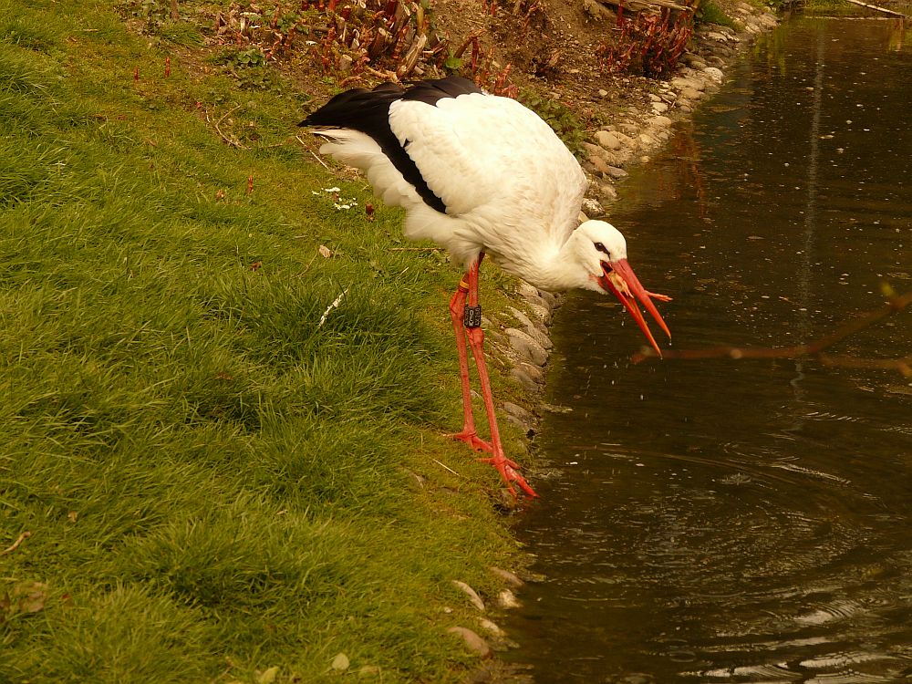 reinlicher Storch 3