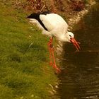 reinlicher Storch 3