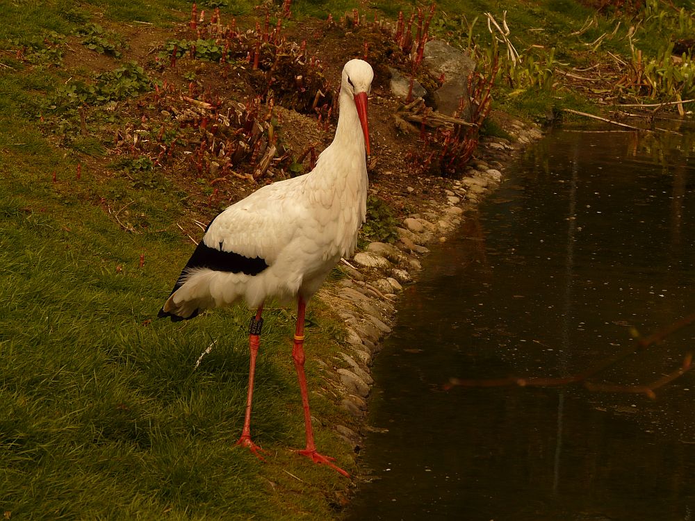 Reinlicher Storch 4