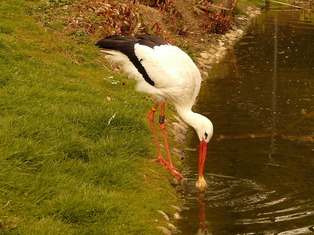 Reinlicher Storch