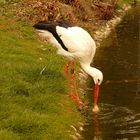 Reinlicher Storch