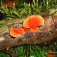 Reino Fungi