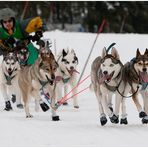 Reinrassige Schlittenhunde