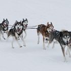 Reinrassige Schlittenhunde zum Dritten