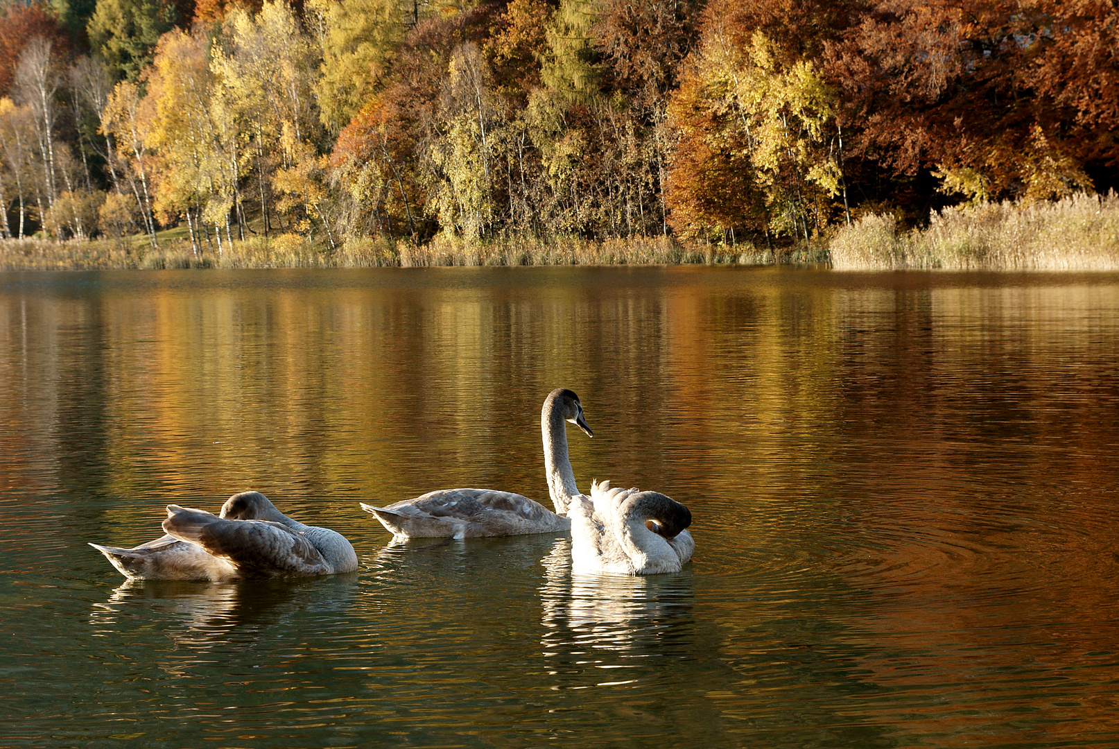 Reintalersee