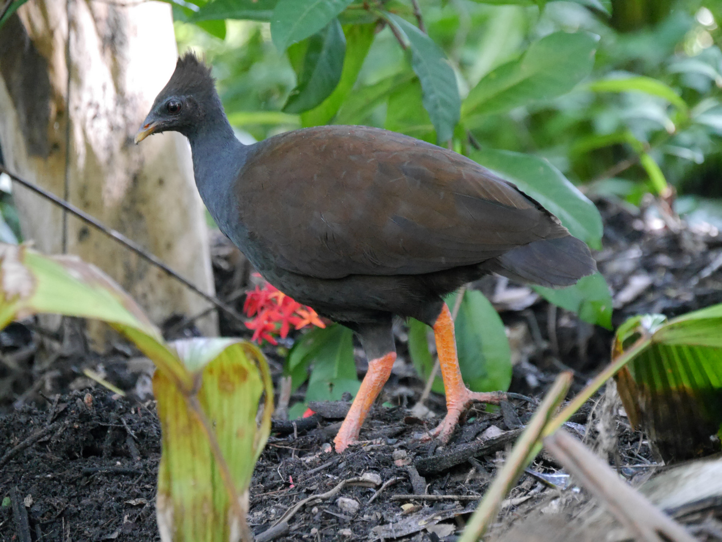 Reinwardt - Großfußhuhn (Megapodius reinwardt)