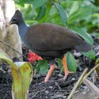 Reinwardt - Großfußhuhn (Megapodius reinwardt)