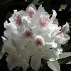 reinweiße Rhododendronblüte mit dunkelrot