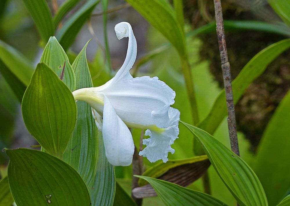 Reinweisse wilde Orchidee