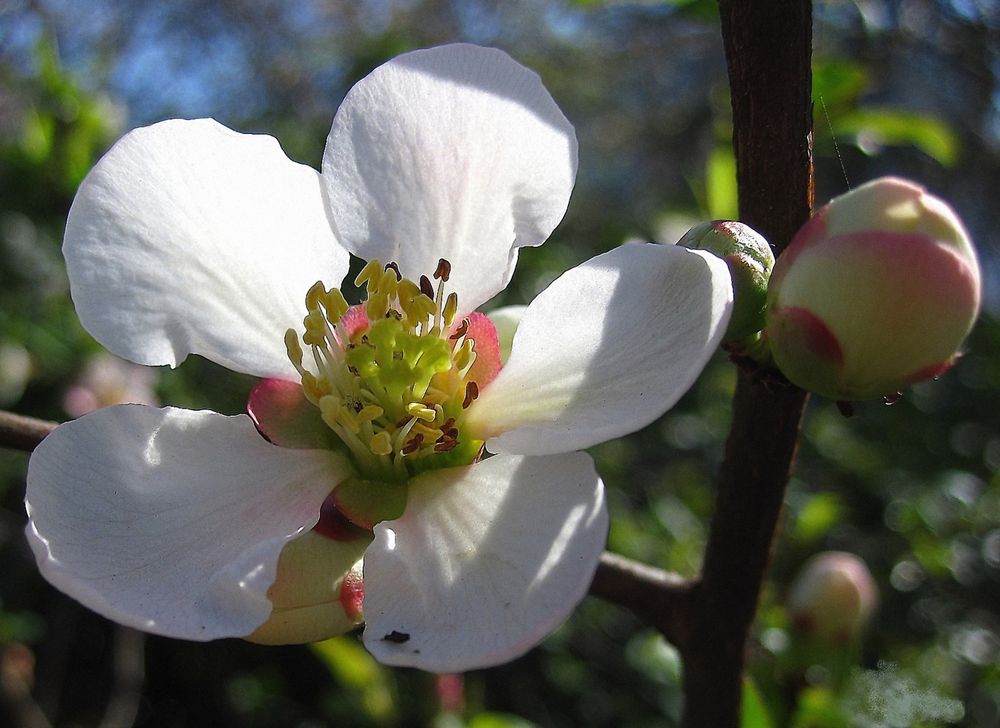 Reinweiße Zierquittenblüte