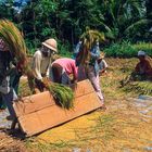 Reis-Drescherinnen auf Bali