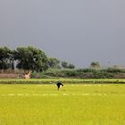 Reis Einbaufelder