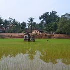 Reis-Tempel