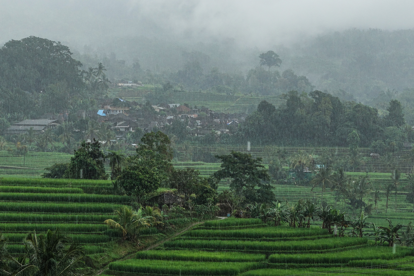 Reis Terrassen bei Regen in Bali