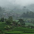 Reis Terrassen bei Regen in Bali