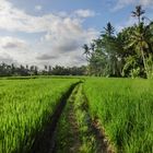 Reisanbau auf Bali