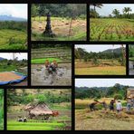 Reisanbau auf Bali