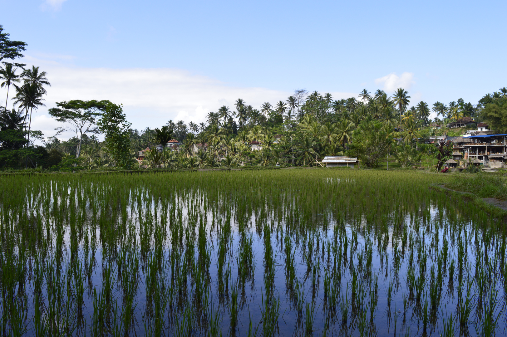 Reisanbau auf Bali