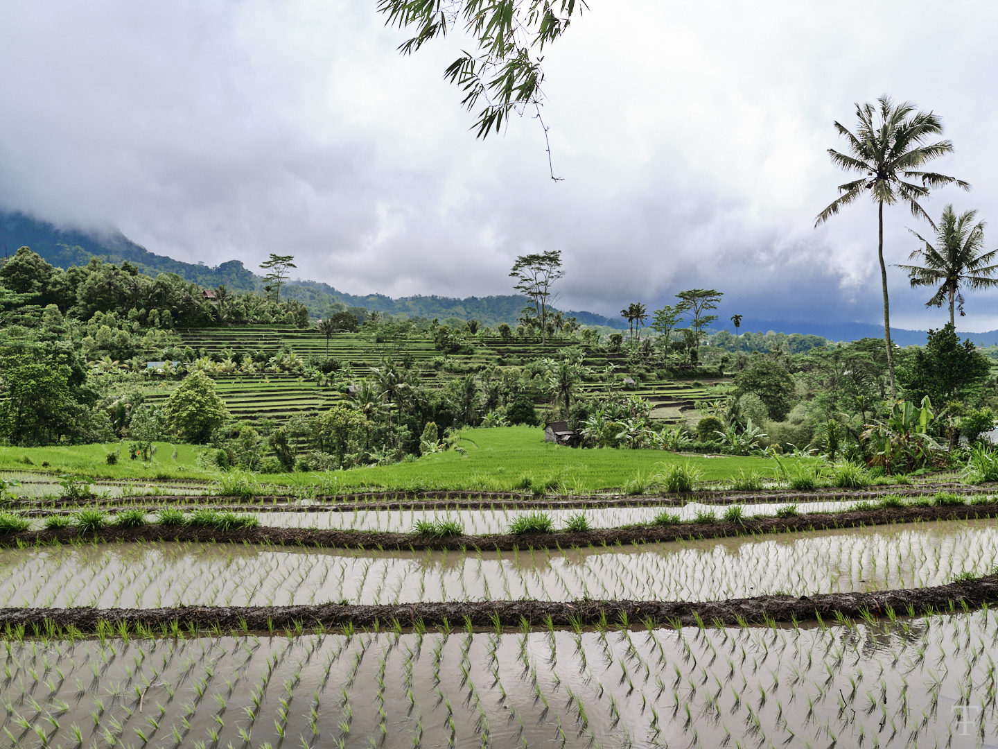 Reisanbau Bali