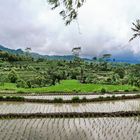 Reisanbau Bali
